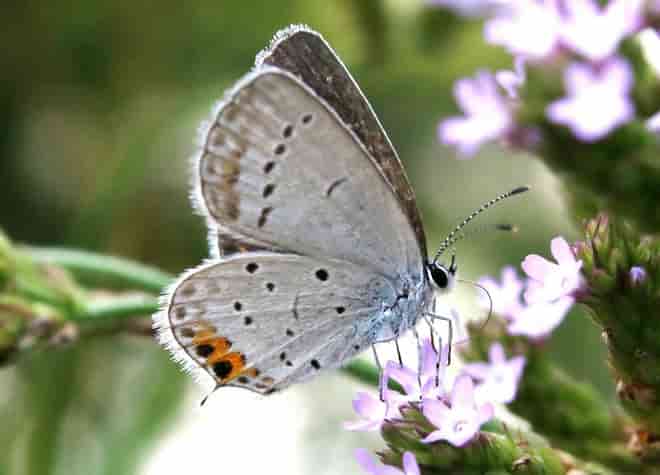 �c�o���V�W�~